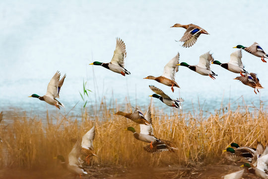 Colaboración Filson & Ducks Unlimited para proteger la vida silvestre salvando hábitats naturales